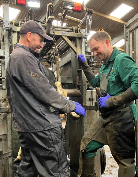 Expert Nick Bell and a foot trimmer examining the hoof of a cow in the crush